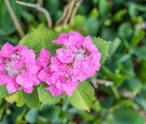 Preview wallpaper hydrangea, petals, flowers, leaves, pink, green