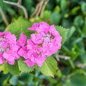 Preview wallpaper hydrangea, petals, flowers, leaves, pink, green
