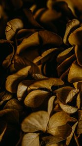 Preview wallpaper hydrangea, petals, macro, dry, brown, plant