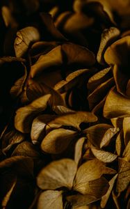 Preview wallpaper hydrangea, petals, macro, dry, brown, plant