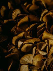 Preview wallpaper hydrangea, petals, macro, dry, brown, plant