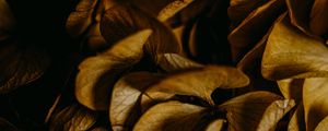 Preview wallpaper hydrangea, petals, macro, dry, brown, plant