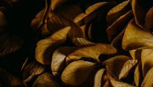 Preview wallpaper hydrangea, petals, macro, dry, brown, plant
