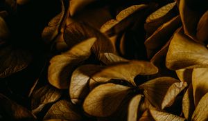 Preview wallpaper hydrangea, petals, macro, dry, brown, plant