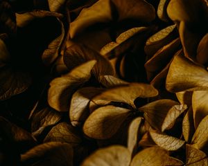 Preview wallpaper hydrangea, petals, macro, dry, brown, plant