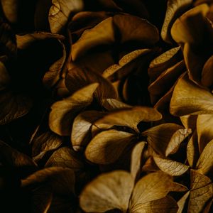 Preview wallpaper hydrangea, petals, macro, dry, brown, plant