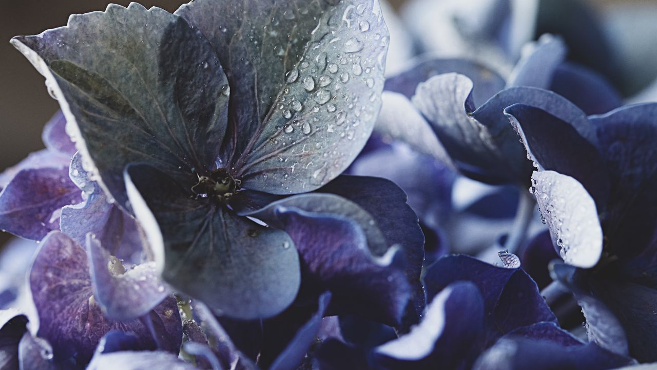 Wallpaper hydrangea, petals, water, drops, macro