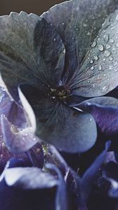 Preview wallpaper hydrangea, petals, water, drops, macro