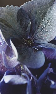 Preview wallpaper hydrangea, petals, water, drops, macro