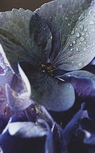 Preview wallpaper hydrangea, petals, water, drops, macro