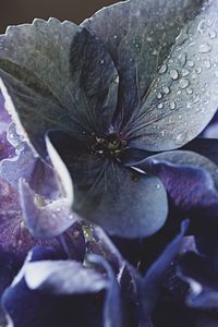 Preview wallpaper hydrangea, petals, water, drops, macro