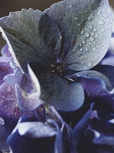 Preview wallpaper hydrangea, petals, water, drops, macro