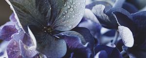 Preview wallpaper hydrangea, petals, water, drops, macro