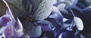 Preview wallpaper hydrangea, petals, water, drops, macro