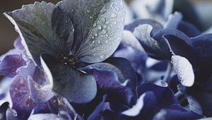 Preview wallpaper hydrangea, petals, water, drops, macro