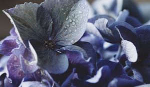 Preview wallpaper hydrangea, petals, water, drops, macro