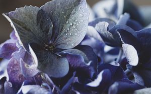 Preview wallpaper hydrangea, petals, water, drops, macro