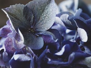 Preview wallpaper hydrangea, petals, water, drops, macro