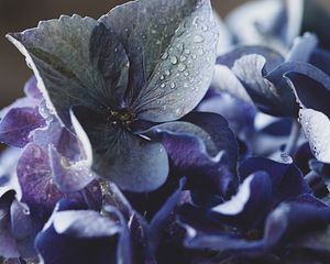 Preview wallpaper hydrangea, petals, water, drops, macro