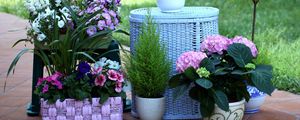 Preview wallpaper hydrangea, petunia, gillyflower, tulips, flowers, fir, baskets, pots