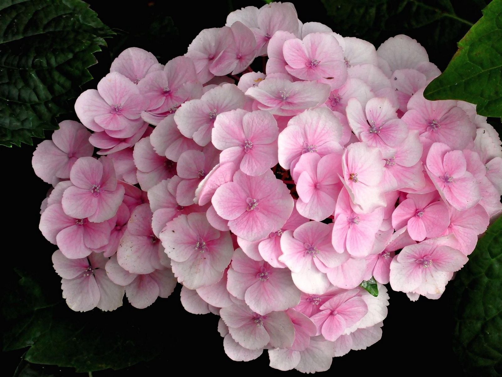 Download wallpaper 1600x1200 hydrangea, pink, close up, leaves standard