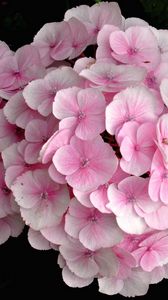 Preview wallpaper hydrangea, pink, close up, leaves