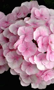 Preview wallpaper hydrangea, pink, close up, leaves