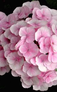 Preview wallpaper hydrangea, pink, close up, leaves