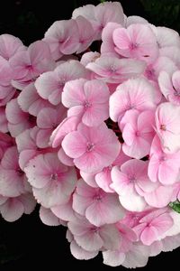 Preview wallpaper hydrangea, pink, close up, leaves