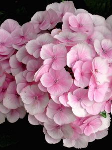 Preview wallpaper hydrangea, pink, close up, leaves