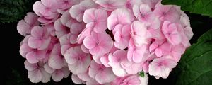 Preview wallpaper hydrangea, pink, close up, leaves