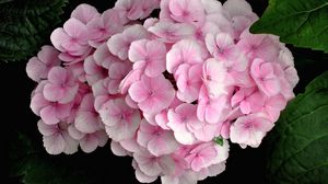 Preview wallpaper hydrangea, pink, close up, leaves