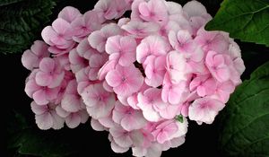 Preview wallpaper hydrangea, pink, close up, leaves