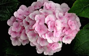 Preview wallpaper hydrangea, pink, close up, leaves