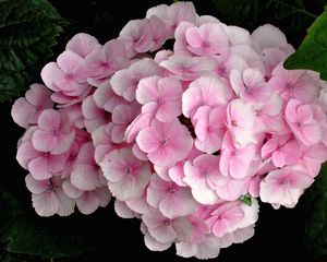 Preview wallpaper hydrangea, pink, close up, leaves