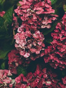 Preview wallpaper hydrangea, pink, flowers