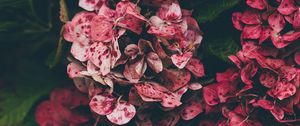 Preview wallpaper hydrangea, pink, flowers