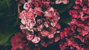 Preview wallpaper hydrangea, pink, flowers