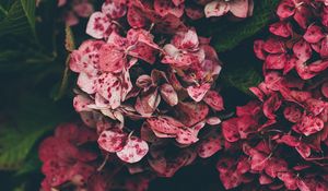 Preview wallpaper hydrangea, pink, flowers