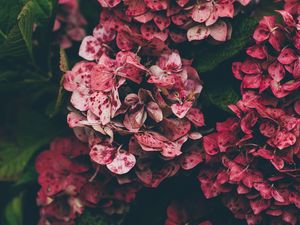 Preview wallpaper hydrangea, pink, flowers