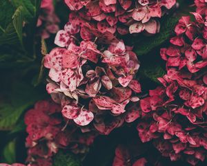 Preview wallpaper hydrangea, pink, flowers