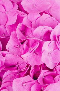 Preview wallpaper hydrangea, pink, inflorescence, petals