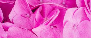 Preview wallpaper hydrangea, pink, inflorescence, petals