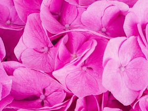 Preview wallpaper hydrangea, pink, inflorescence, petals