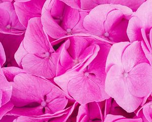 Preview wallpaper hydrangea, pink, inflorescence, petals