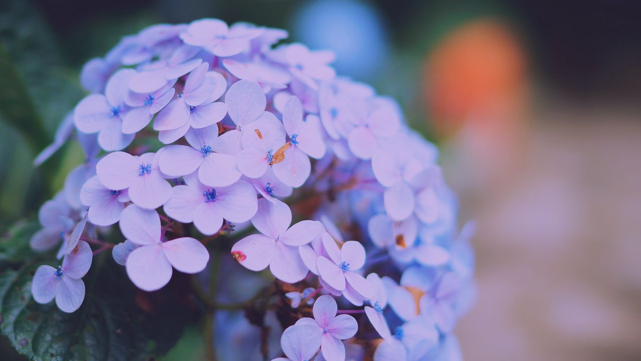 Wallpaper hydrangea serrata, flowers, lilac, close-up