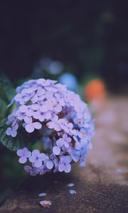 Preview wallpaper hydrangea serrata, flowers, lilac, close-up