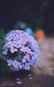 Preview wallpaper hydrangea serrata, flowers, lilac, close-up