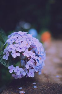 Preview wallpaper hydrangea serrata, flowers, lilac, close-up