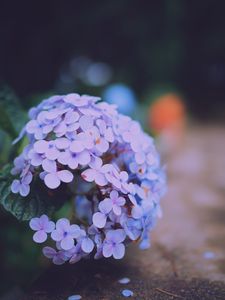 Preview wallpaper hydrangea serrata, flowers, lilac, close-up